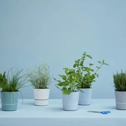 Mepal – Kruidenpot Large - Nordic Green – Automatische Bewatering – Altijd Verse Kruiden In De Keuken – Ook Geschikt Voor Planten 12 Mepal – Kruidenpot Large - Nordic Green – Automatische Bewatering – Altijd Verse Kruiden In De Keuken – Ook Geschikt Voor Planten -Lesser & Pavey-winkel 550x366 56