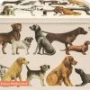 Emma Bridgewater Bewaarblik - Koekjestrommel Dogs 2 Emma Bridgewater Bewaarblik - Koekjestrommel Dogs -Lesser & Pavey-winkel 550x486 2