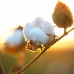 Air Wick Freshmatic Automatische Spray Luchtverfrisser - Pure Zachtheid Van Katoen Navulling - 3 Stuks - Voordeelverpakking 14 Air Wick Freshmatic Automatische Spray Luchtverfrisser - Pure Zachtheid Van Katoen Navulling - 3 Stuks - Voordeelverpakking -Lesser & Pavey-winkel 550x542