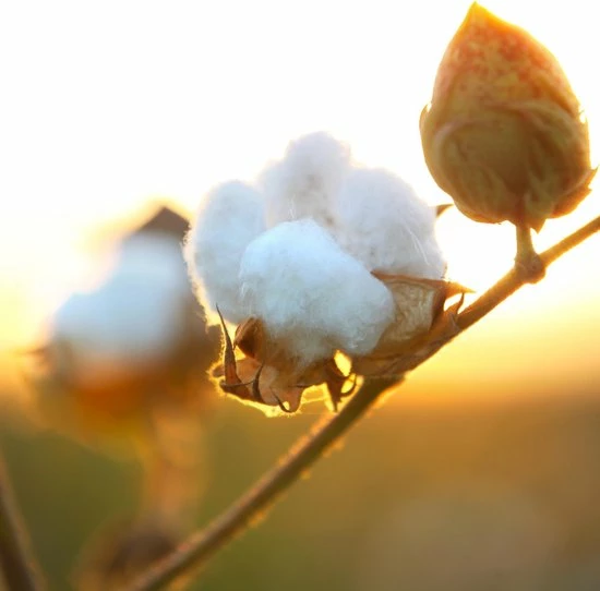 Air Wick Freshmatic Automatische Spray Luchtverfrisser - Pure Zachtheid Van Katoen Navulling - 3 Stuks - Voordeelverpakking 8 Air Wick Freshmatic Automatische Spray Luchtverfrisser - Pure Zachtheid Van Katoen Navulling - 3 Stuks - Voordeelverpakking - Afbeelding 6