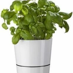 Mepal – Kruidenpot Large - Nordic Green – Automatische Bewatering – Altijd Verse Kruiden In De Keuken – Ook Geschikt Voor Planten 15 Mepal – Kruidenpot Large - Nordic Green – Automatische Bewatering – Altijd Verse Kruiden In De Keuken – Ook Geschikt Voor Planten -Lesser & Pavey-winkel 550x672 1