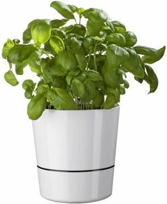 Mepal – Kruidenpot Large - Nordic Green – Automatische Bewatering – Altijd Verse Kruiden In De Keuken – Ook Geschikt Voor Planten 9 Mepal – Kruidenpot Large - Nordic Green – Automatische Bewatering – Altijd Verse Kruiden In De Keuken – Ook Geschikt Voor Planten - Afbeelding 7